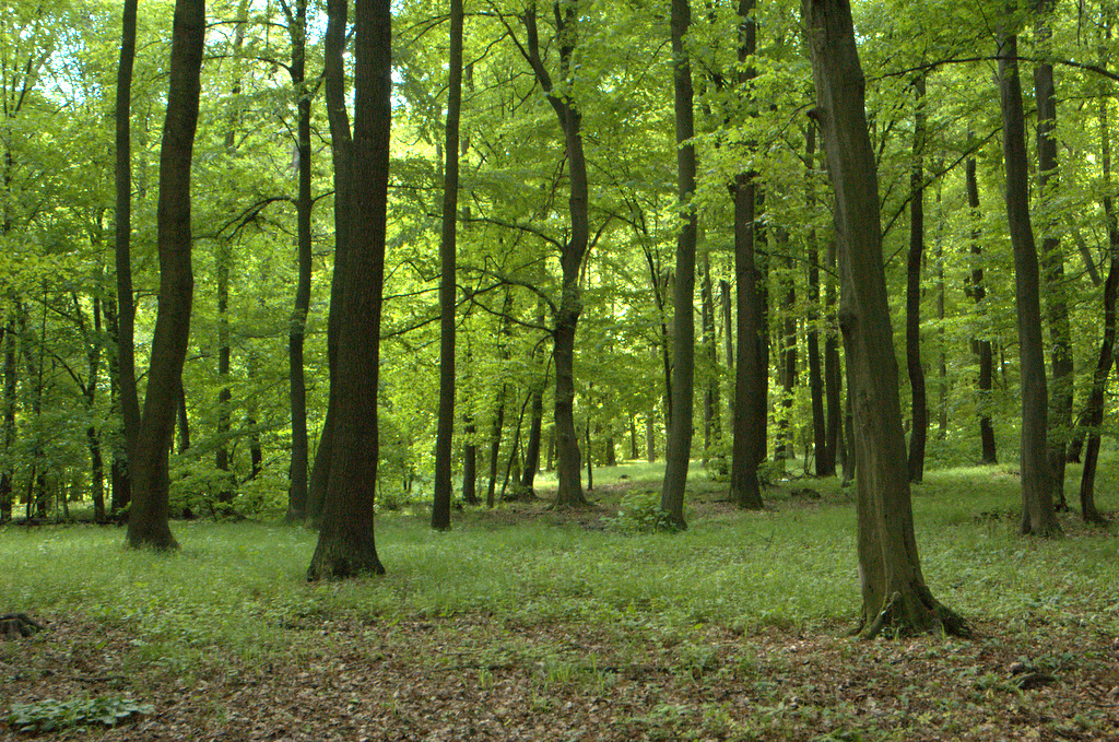 Karpatské dubohabřiny jsou typickými lesními společenstvy Ždánického lesa.