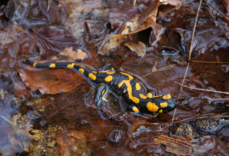 Mlok skvrnitý (Salamandra salamandra L.)