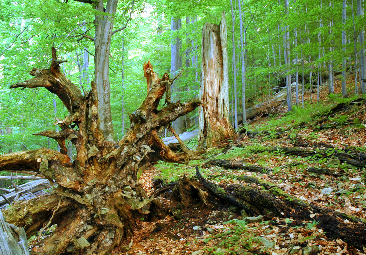 Lesní společenstva v NPR Razula – výměna generací lesa.
