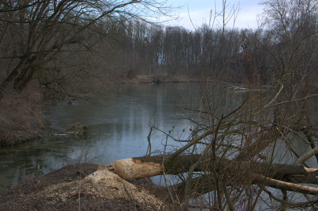 Mojena u Otrokovic vtéká do slepého ramena řeky Moravy. Na spodním tok jsou výrazné poškození bobrem evropským (Castor castor).