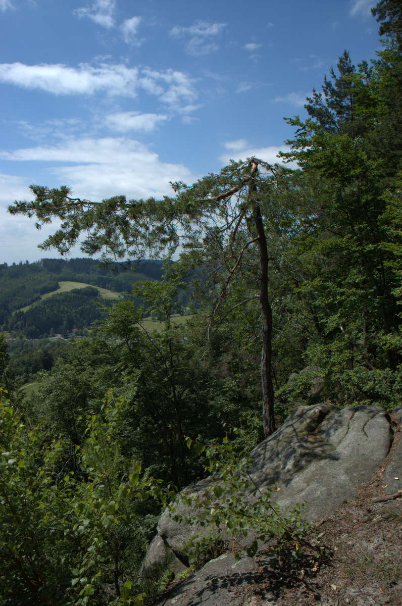 PP Skály nad Držkovou. Lokalita představuje nevýrazně vyvinuté společenstvo boreokontinentálních borů.