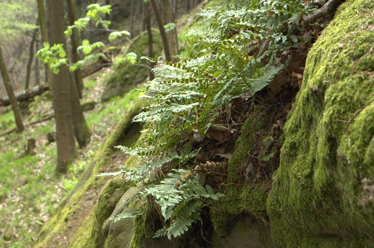 Osladič obecný (Polypodium vulgare L.) na skalních výchozech pod hradem Lukovem.