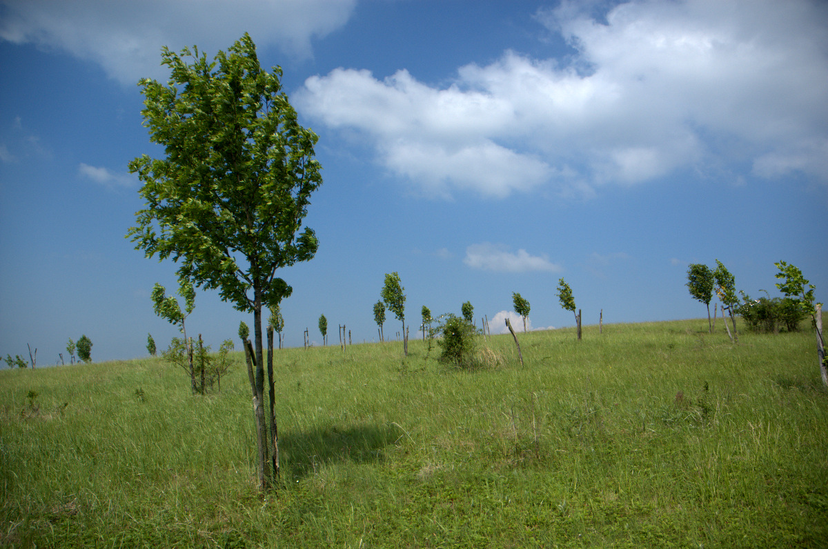 Mladé výsadby jeřábu oskeruše (Sorbus domestica L.).