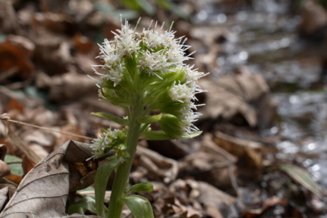 Devětsil bílý (Petasites albus)